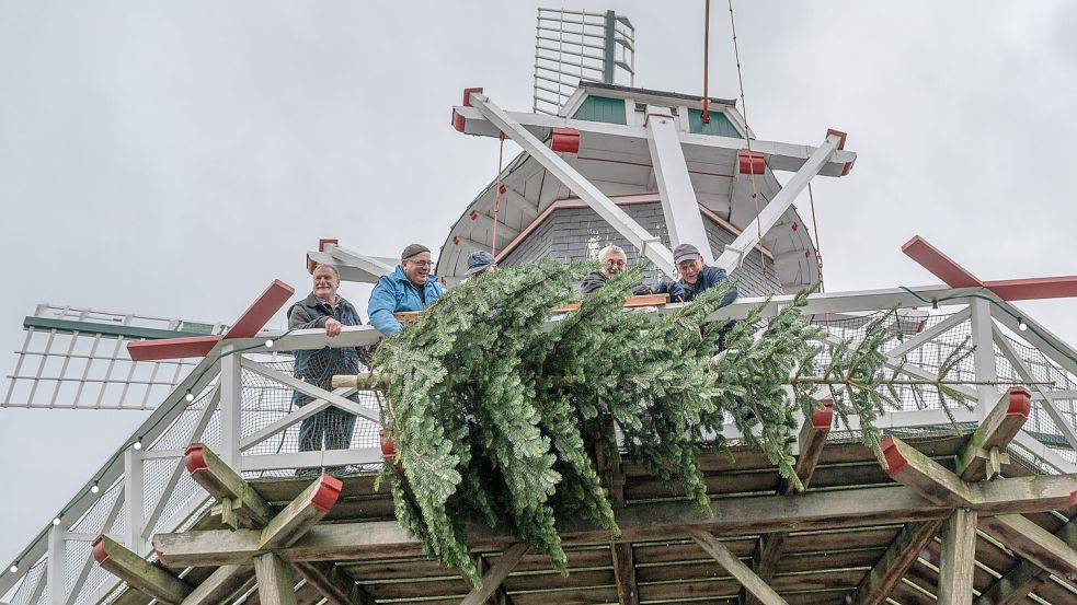 Mitglieder des Heimatvereins Leezdorf hievten einen Weihnachtsbaum auf die Galerie der Mühle. Foto: Folkert Bents