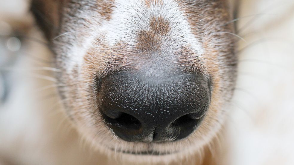 Die Schnauze eines Mischlingshundes. Foto: DPA