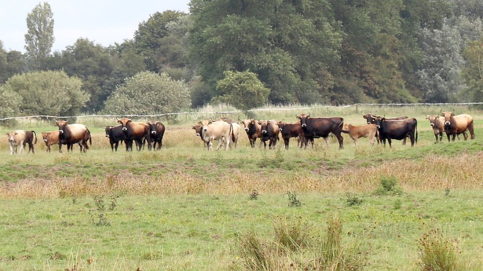 Ende Der Beweidungsprojekte In Leer: Nabu-Woldenhof Wird Nicht ...