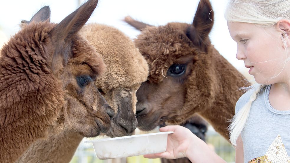 Flauschig und niedlich: Alpakas sind mittlerweile auch in Deutschland sehr beliebt. In ihrer Heimat in Südamerika hat die Alpaka-Zucht eine lange Tradition. Foto: picture alliance/dpa