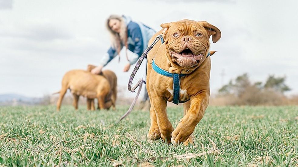 Wenn ein Hund auf einen Passanten losrennt, will er nicht immer spielen. Foto: Archiv