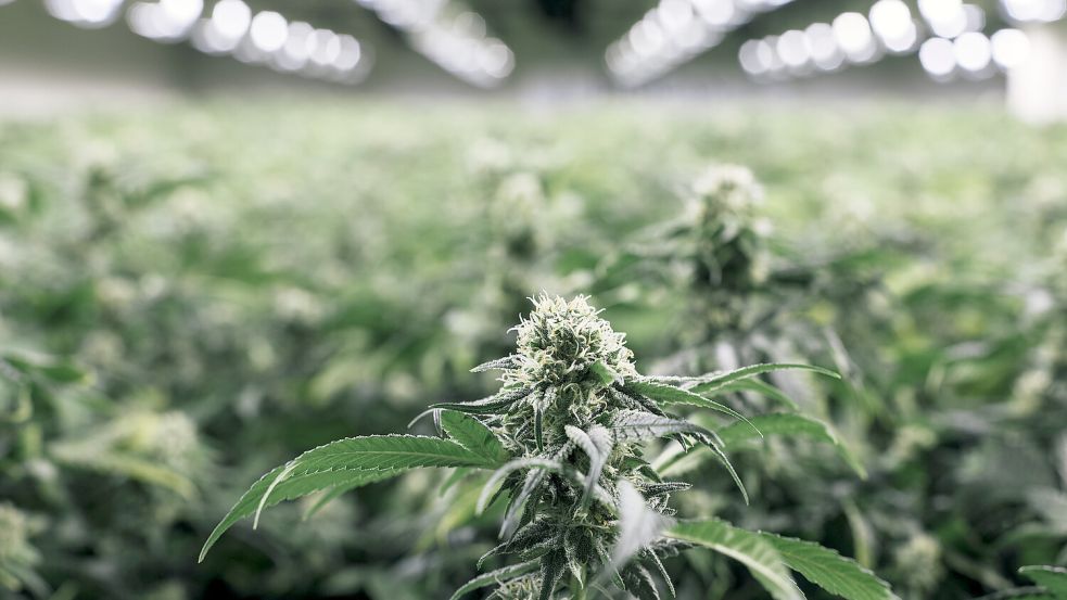 Wird Cannabis nach der geplanten Legalisierung eine neue Wachstumsbranche? Foto: Christian Beutler/KEYSTONE/dpa