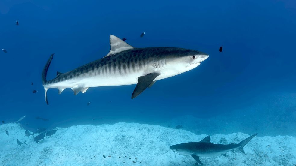 Der Tigerhai ist aufgrund seiner Musterung leicht zu identifizieren. Er gehöre zu den drei „tödlichsten“ Haiarten, die in Australien beheimatet sind. Foto: IMAGO/Norbert Probst