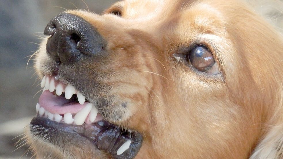 Ähnlich aggressiv wie das Tier in diesem Symbolbild soll sich der Hund in Theene verhalten haben. Foto: Pixabay