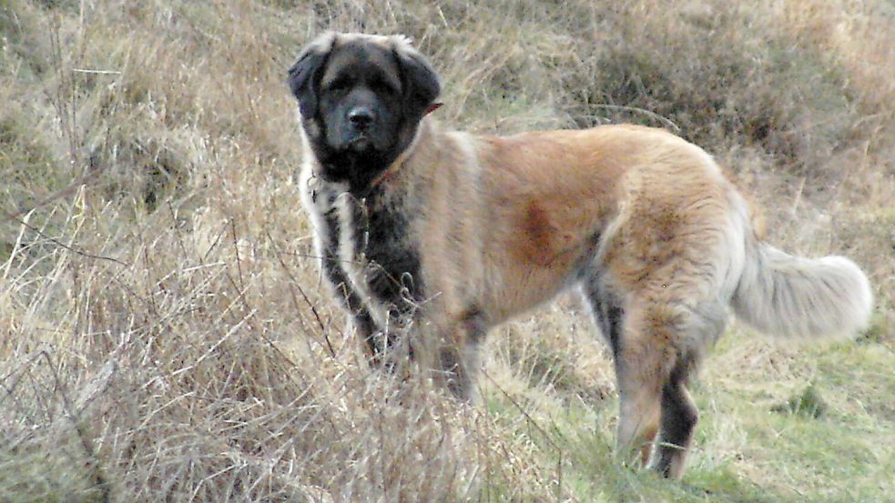 So sehen Germanische Bärenhunde für gewöhnlich aus. Foto: Besenstiel/Wikimedia Commons