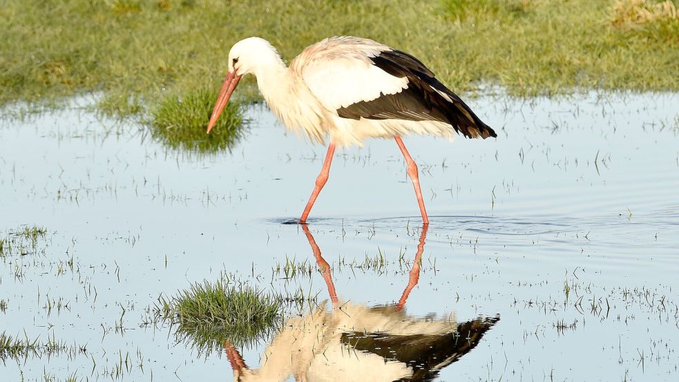 Ein Weißstorch. In Ostfriesland hat sich sein Bestand offenbar verdoppelt. Foto: NABU/Erwin Bette