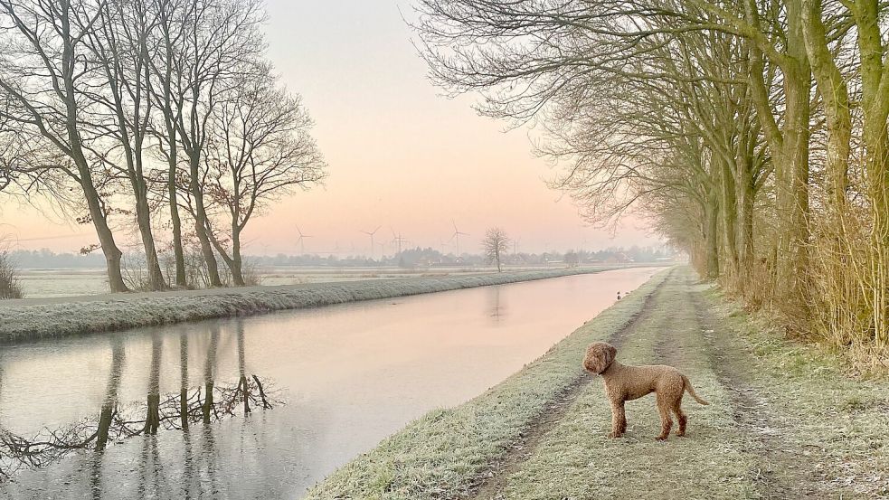 Hund Eddie blickt über die malerische Süderwieke Nord. Melanie Schmidt aus Spetzerfehn sah die Szene und rückte im richtigen Moment ab. Das Foto machte sie zur ON-Leserfotografin des Jahres 2023. Herzlichen Glückwunsch!