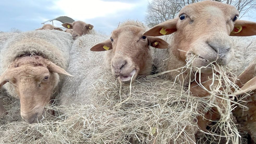 Wenn Schafe Heu bekommen, dann gibt es kein Halten mehr. Dann lassen sich die Tiere auch von Fotografen nicht vom Fressen abhalten. Elfriede Mika aus Südbrookmerland nutzte die Gelegenheit, schoss das Bild und erreichte den zweiten Platz.