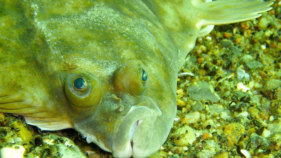 Die Scholle gehört zur Gattung der Plattfische. Ihr Lebensraum ist unter anderem die Nordsee. Foto: Pixabay