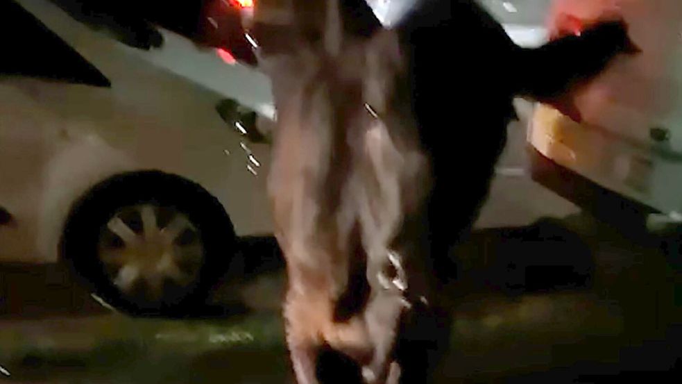 Dieses Standbild aus einem Video zeigt die entlaufende Kuh. Zwei Mal wurde sie von einem Polizeiwagen gerammt. Foto: Kai Bennetts/PA Media/dpa
