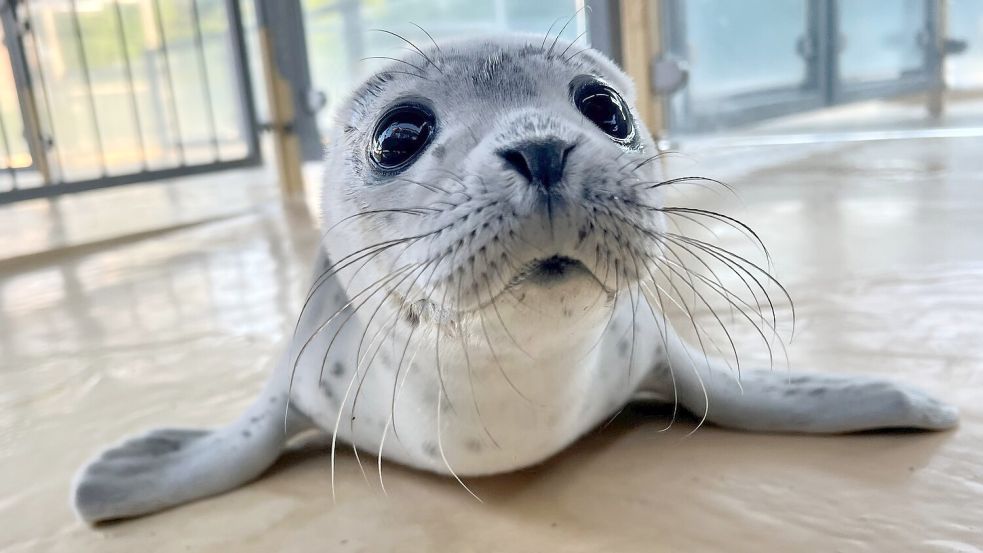 Fiete ist einer der Heuler, die jetzt in der Seehundstation Norddeich aufgepäppelt werden. Foto: Seehundstation