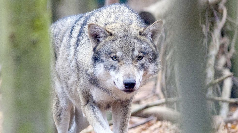 Ein Wolf streift durch ein Gehege. Foto: DPA