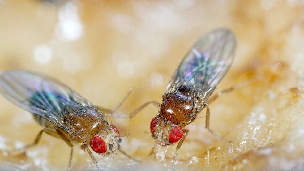 Bei hohen Temperaturen vermehren sich Fruchtfliegen explosionsartig. Foto: imago images/blickwinkel