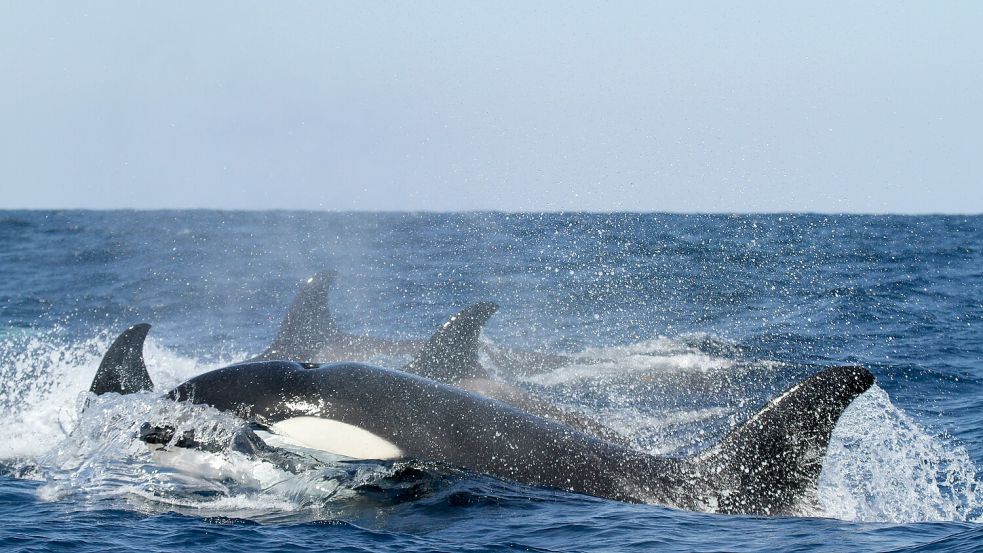 Orcas sind für ihre ausgeprägten sozialen Strukturen bekannt und meistens in Familien unterwegs. Foto: Unsplash/NOAA