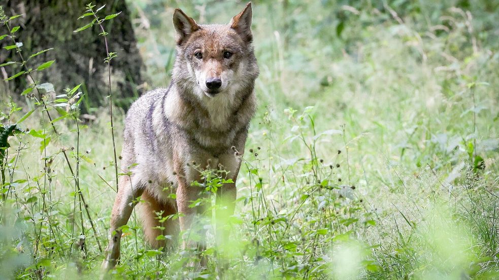 Ein ausgewachsener weiblicher Wolf steht in seinem Gehege im Tierpark. Foto: DPA