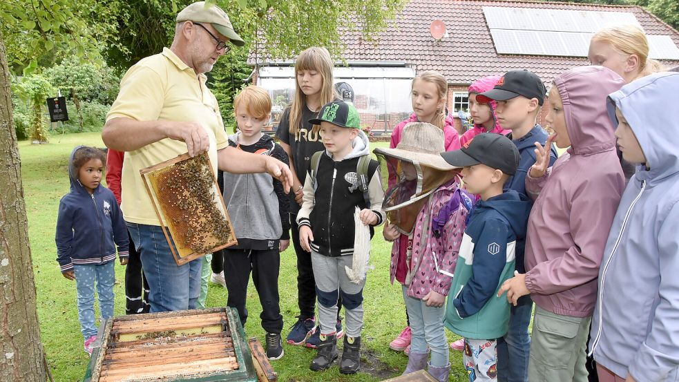 Imker Jürgen Erdmann aus Rechtsupweg zeigt Kindern Honigwaben, auf denen Tausende Bienen krabbeln. Weil seine Tiere sehr friedvoll sind, braucht der 62-Jährige keine Schutzkleidung und die Kinder konnten ganz nah an den Stock ran. Foto: Thomas Dirks