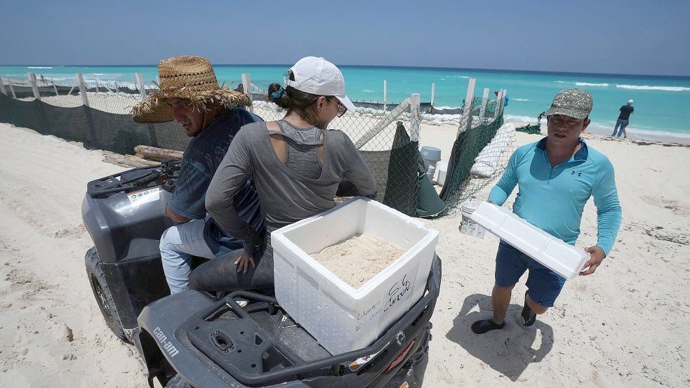 Auf der Halbinsel Yucatán bereitet man sich vor - auch Schildkröteneier werden in Cancún in Sicherheit gebracht. Foto: Fernando Llano/AP/dpa
