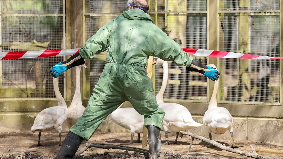 Tierseuchenübung zum Schutz vor der Vogelgrippe: Das H5N1-Virus hat in den vergangenen Monaten zunehmend auf Säugetiere übergegriffen, unter anderem auf Milchvieh in den USA. Foto: dpa/Christoph Reichwein