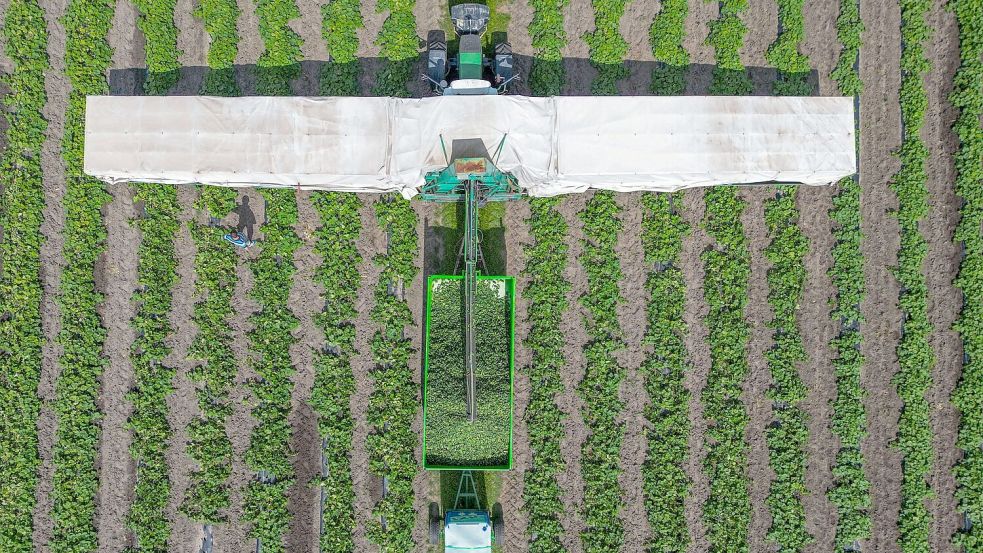 In der Erntezeit fährt er über die Felder: Der Gurkenflieger. Foto: Patrick Pleul/dpa