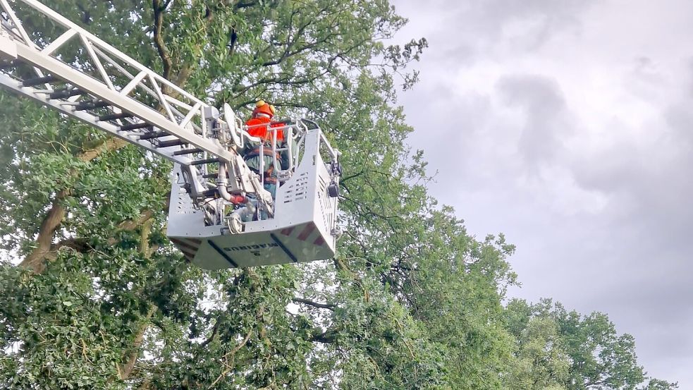 Mit einer Kettensäge und der Drehleiter entfernten die Einsatzkräfte der Ortsfeuerwehren Wiesens und Aurich einen abgebrochenen Ast aus einer Baumkrone. Foto: Feuerwehr Wiesens