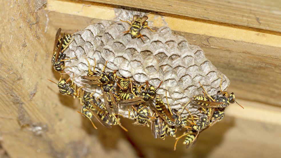 Wespen stehen unter Naturschutz - was Sie trotzdem gegen Wespen im heimischen Rollladenkasten tun können. Foto: Imago-Images / blickwinkel