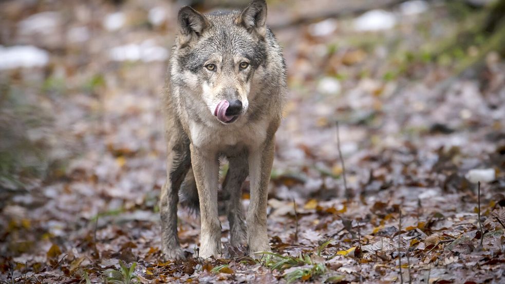 Dieser Wolf lebt gut versorgt in einem Wildtiergehege. Foto: DPA