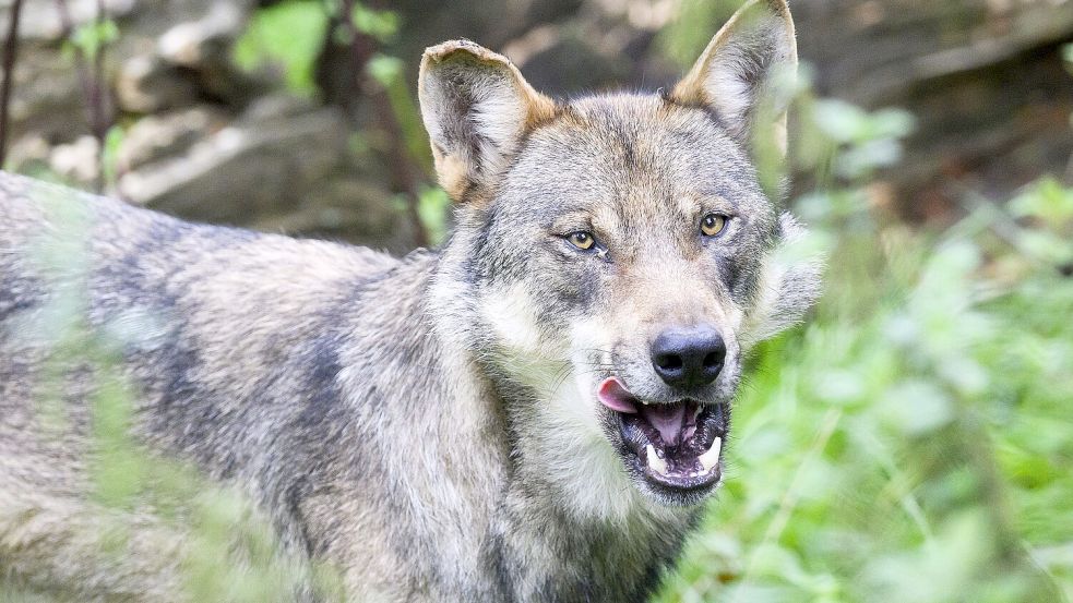 Dieser Wolf steht in einem Gehege in Springe. Foto: DPA