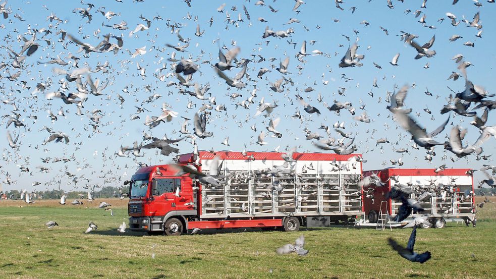 Brieftauben starten aus einem Transportfahrzeug. Foto: DPA/Verband Deutscher Brieftaubenzüchter