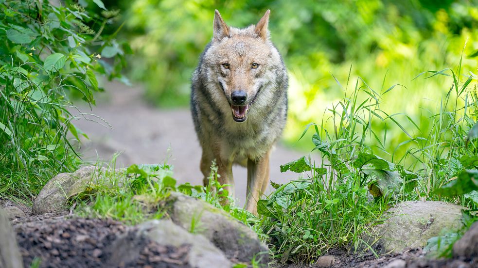 Ein Wolf in einem Freigehege. Im Kreis Aurich hat eine Schnellerlaubnis zum Erlegen des Raubtieres eine große Debatte ausgelöst. Foto: DPA