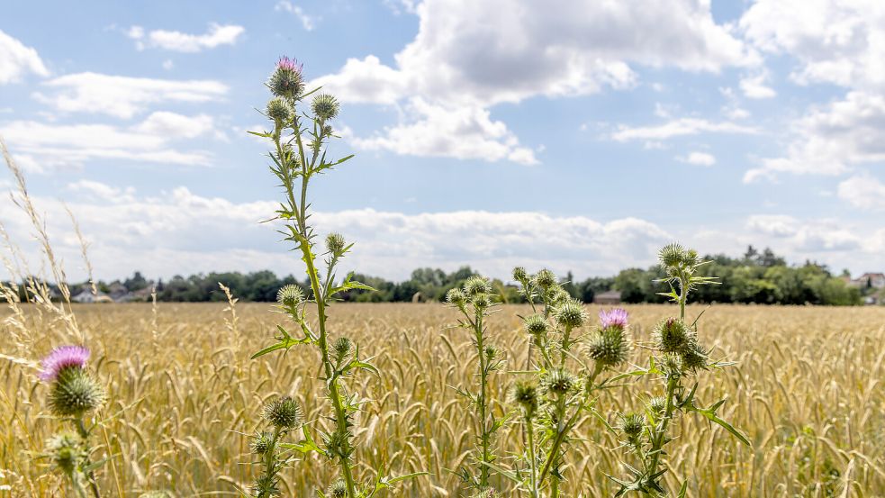 Die Sonne zeigt sich in dieser Woche wieder häufiger - die dichte Bewölung wird weniger. Foto: IMAGO/Jan Eifert