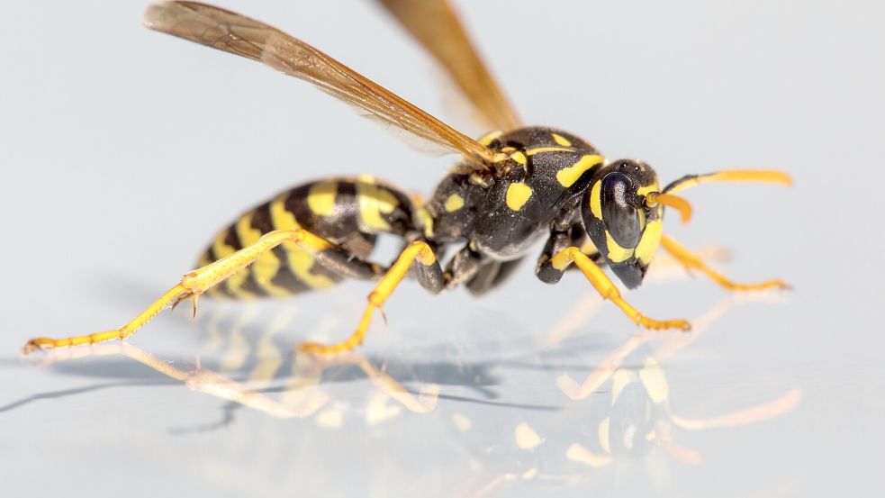 Wespen stehen unter Naturschutz - was Sie trotzdem gegen Wespen im heimischen Rollladenkasten tun können. Foto: IMAGO/Pond5 Images