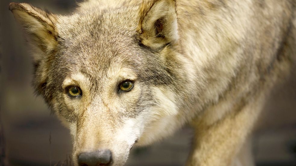 Ein Wolf ist auf Norderney angekommen. Sind Einheimische und Touristen auf den übrigen ostfriesischen Inseln deshalb in Sorge? Foto: IMAGO/IlluPics