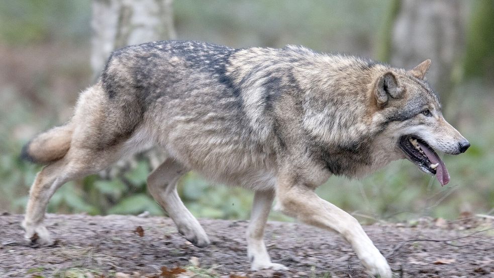 Der vom Landkreis Aurich mit einer Sondergenehmigung zum sofortigen Abschuss freigegebene Wolf – hier ein Tier in einem Freigehege – darf nach Gerichtsbeschluss zunächst nicht getötet werden. Foto: DPA