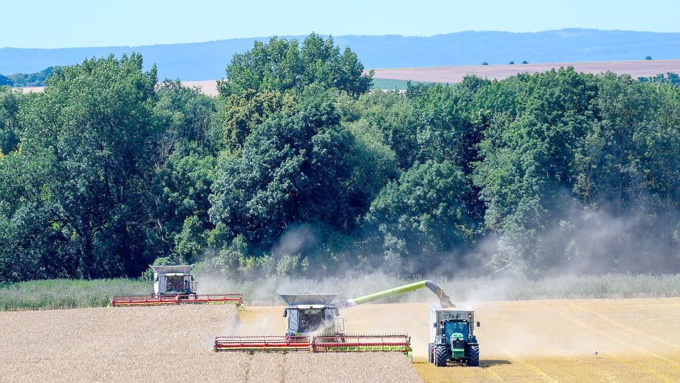 Zu viel Regen beeinträchtigt die Erwartungen an die Ernte 2024. (Archivbild) Foto: Klaus-Dietmar Gabbert/dpa