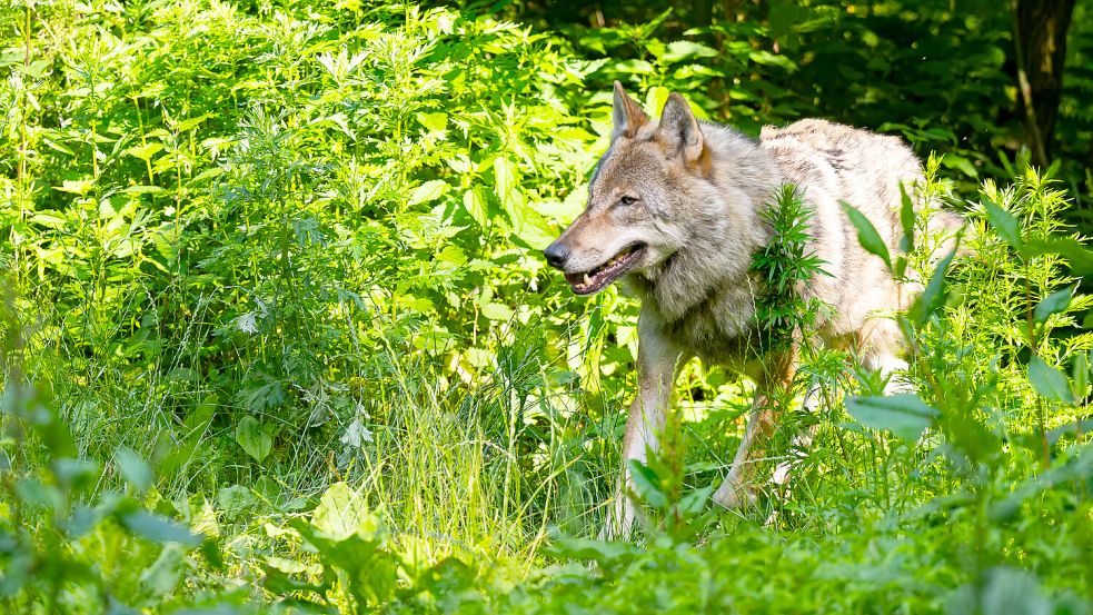 Dieser Wolf lebt in einem Wildpark. Foto: DPA