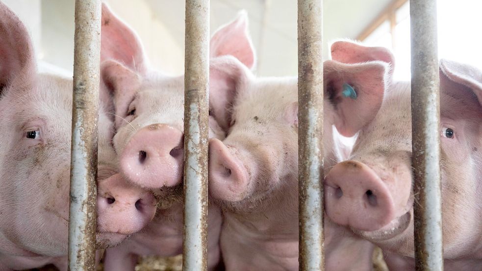 Landwirte müssen melden, welche Haltungsform sie im Stall haben. (Archivbild) Foto: Marijan Murat/dpa