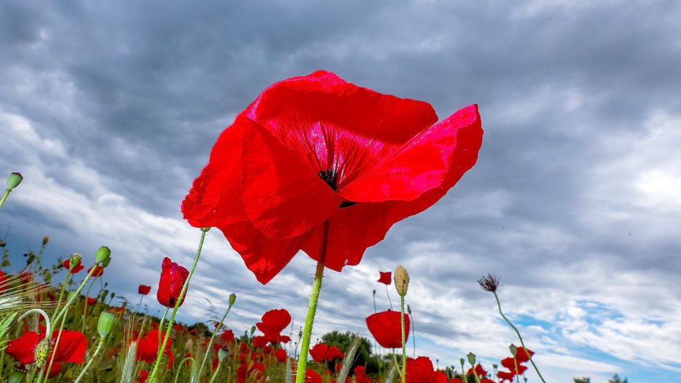 Das Wetter wird mit Schauern und warmen Temperaturen wechselhaft (Archivbild). Foto: Jens Büttner/dpa