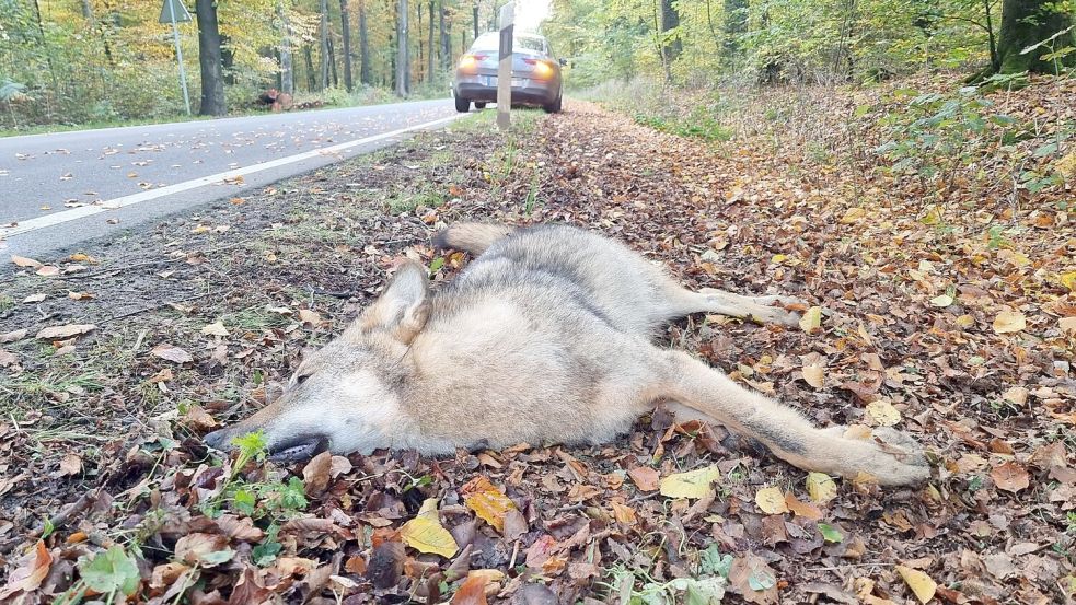 Jedes Jahr sterben mehr als 100 Wölfe in Deutschland durch Verkehrsunfälle. Foto: Nord-West-Media TV/dpa