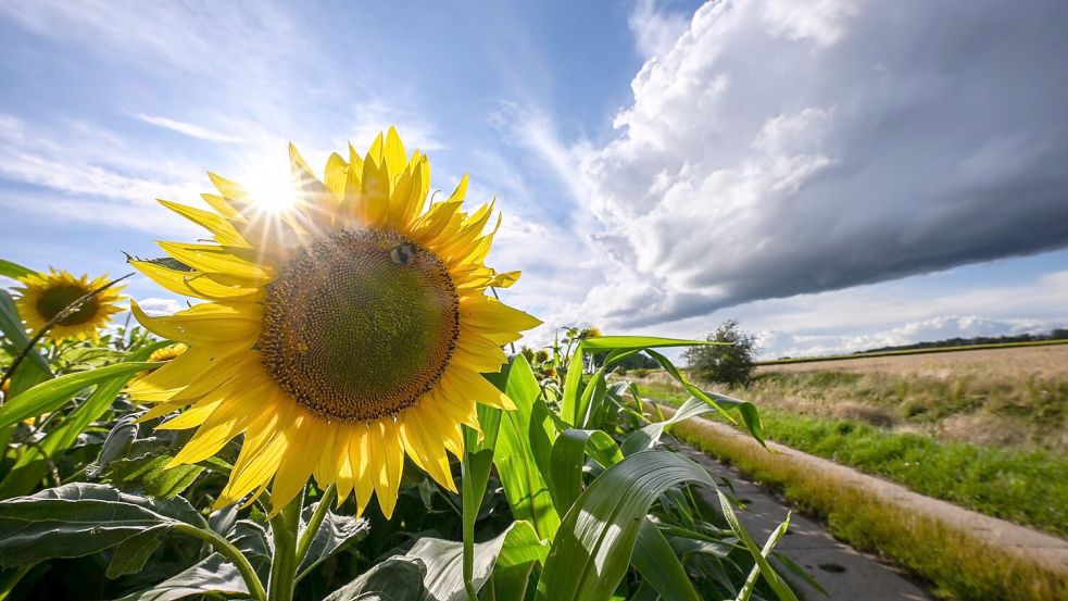 Am Wochenende drohen neue Unwetter: Regional sind zudem mehrstündiger Starkregen und Unwetter möglich. (Archivbild) Foto: Jens Kalaene/dpa