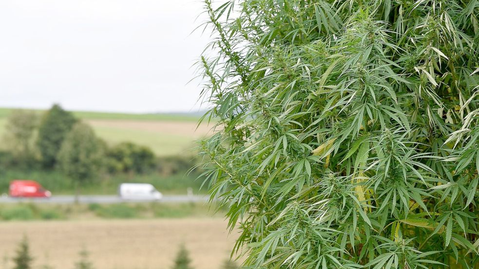 Für Landwirte soll der Anbau von Nutzhanf einfacher werden. (Archivbild) Foto: Swen Pförtner/dpa