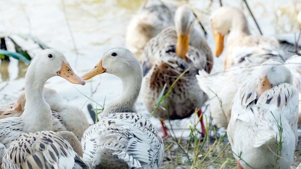 Die meisten Menschen stecken sich nach Kontakt mit Geflügel an. (Archivbild) Foto: Heng Sinith/AP/dpa