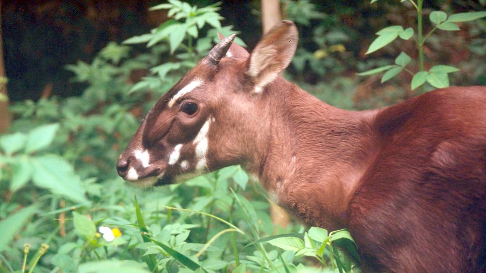 Die seltenen Saolas wurden erst 1992 entdeckt. (Archivbild) Foto: David Huls/WWF World Wide Fund For Nature/dpa