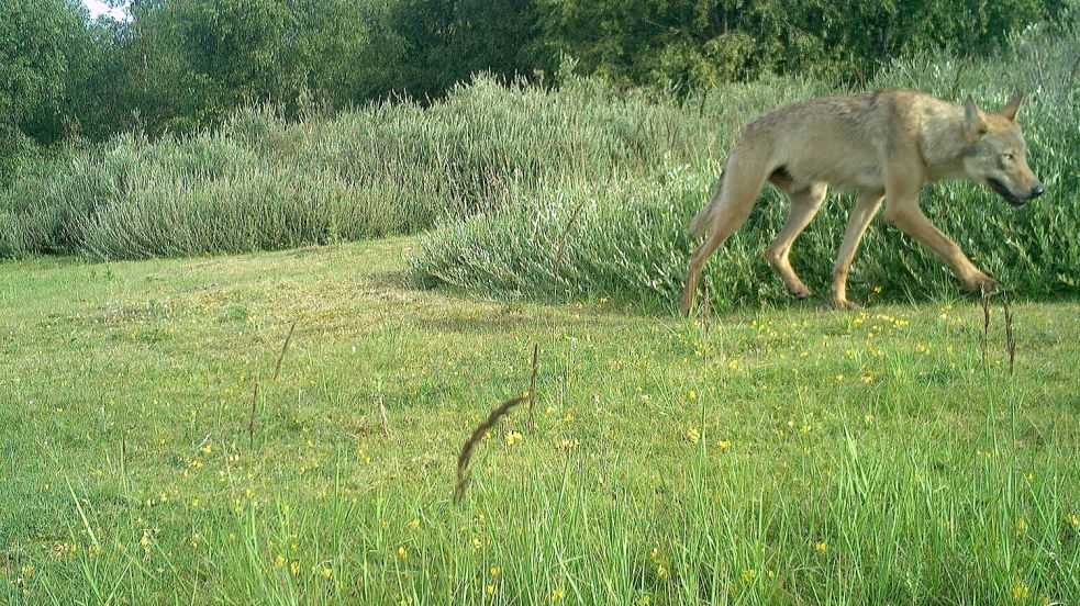 Der Wolf auf Norderney tappt in die Fotofalle: Eine Wildtierkamera filmt den Rüden auf der Insel im Nationalpark. Foto: NLPV