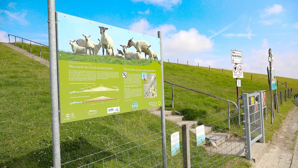 So sieht der Deich am Westerlooger Strohweg aus: Der Zaun ist stromlos, es gibt zahlreiche Durchgänge. Foto: Romuald Banik