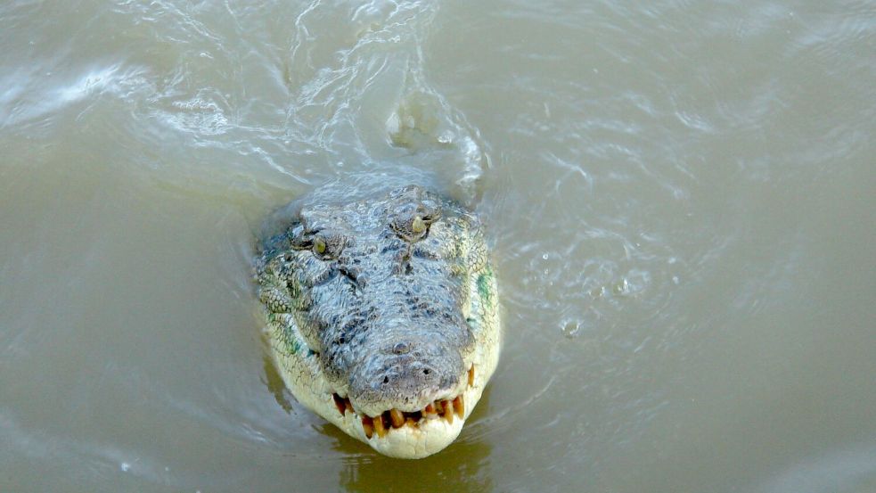 Nach dem Verschwinden eines Anglers in Australien gilt es als sehr wahrscheinlich, dass der Mann von einem Krokodil getötet wurde. Foto: Carola Frentzen/dpa