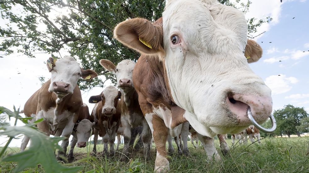 Niedlich und doch gefährlich: Rinder auf der Weide. In den vergangenen Wochen wurden gleich mehrere Wanderer verletzt. Foto: dpa/Boris Roessler