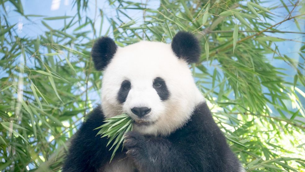 Sie ist trächtig: Pandaweibchen Meng Meng ist mit Zwillingen schwanger. Foto: Sebastian Gollnow/dpa