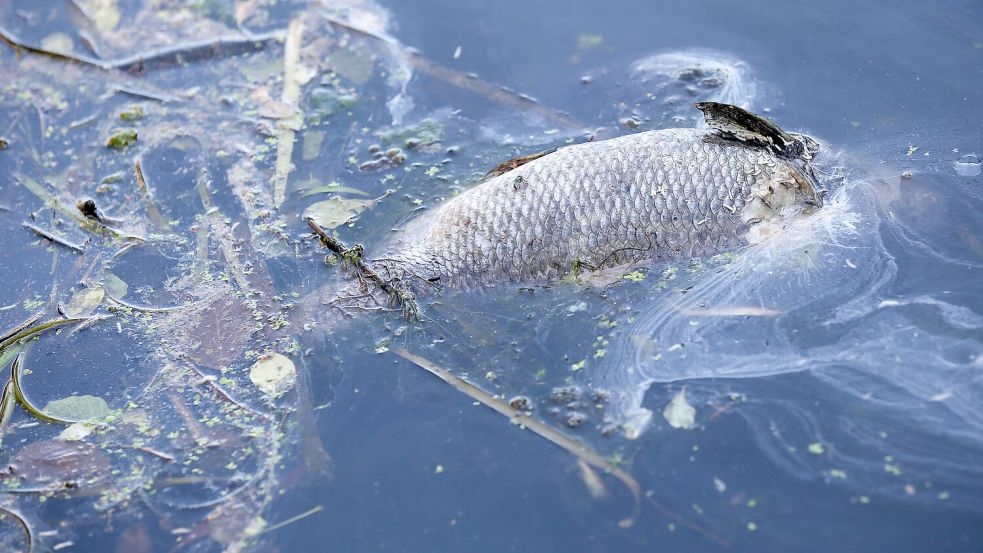 Ein toter Fisch treibt an der Wasseroberfläche. Foto: DPA