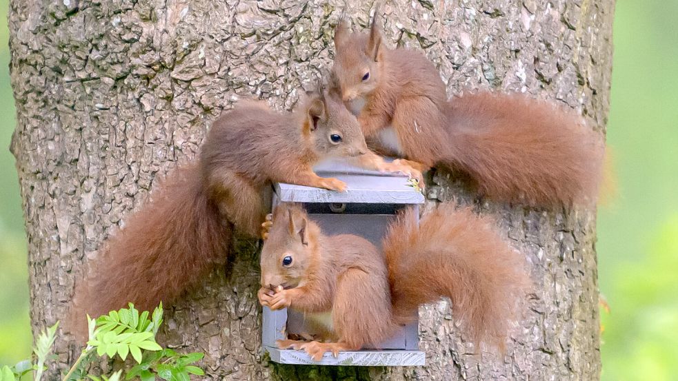 Für den Mai konnte sich Wilfried Niehuisen aus Aurich den Titel ON-Leserfotograf des Monats mit seiner Aufnahme „Familienfrühstück“ sichern, die ein Eichhörnchentrio zeigt, das zum Essen in seinem Garten vorbeischaute. Foto: privat