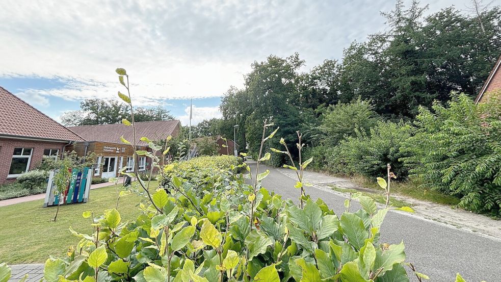 Gegenüber der Kindertagesstätte in Hahnentange (links) liegt ein kleines Wäldchen (rechts). Das muss weichen: Die Fläche ist für den sozialen Wohnungsbau verplant. Foto: Janßen